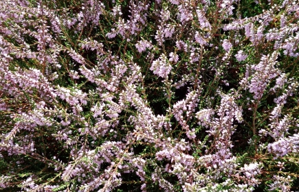 dites le avec des fleurs